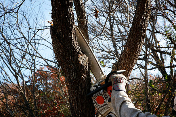  , USA Tree Removal Services Pros